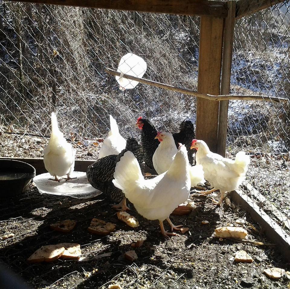 Southwest Virginia Preppers