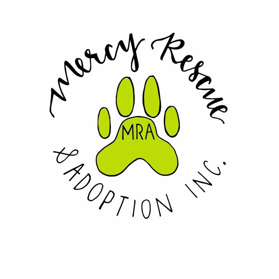 Meet Oreo Rumi — who is absolutely... - Mercy Rescue Adoption | Facebook