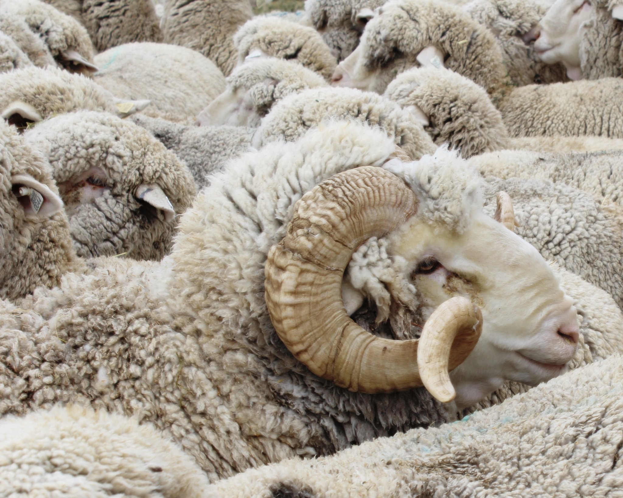 Flying O Sheep | Newell SD