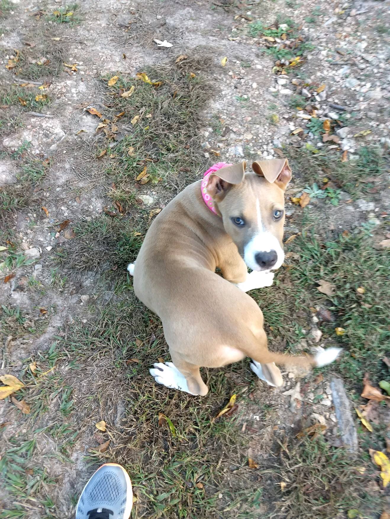 NW Arkansas Animal Rescue, Inc