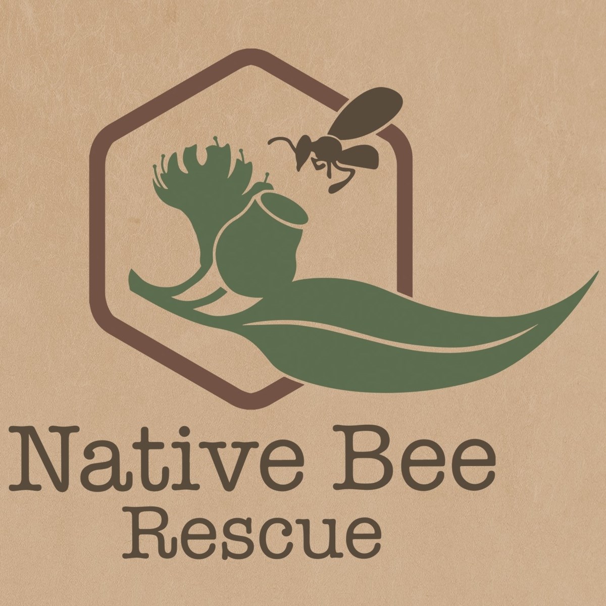 Native Bee Rescue | Brisbane QLD