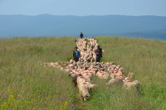Redyk Karpacki 2013 Transhumance Transhumanta | Koniaków