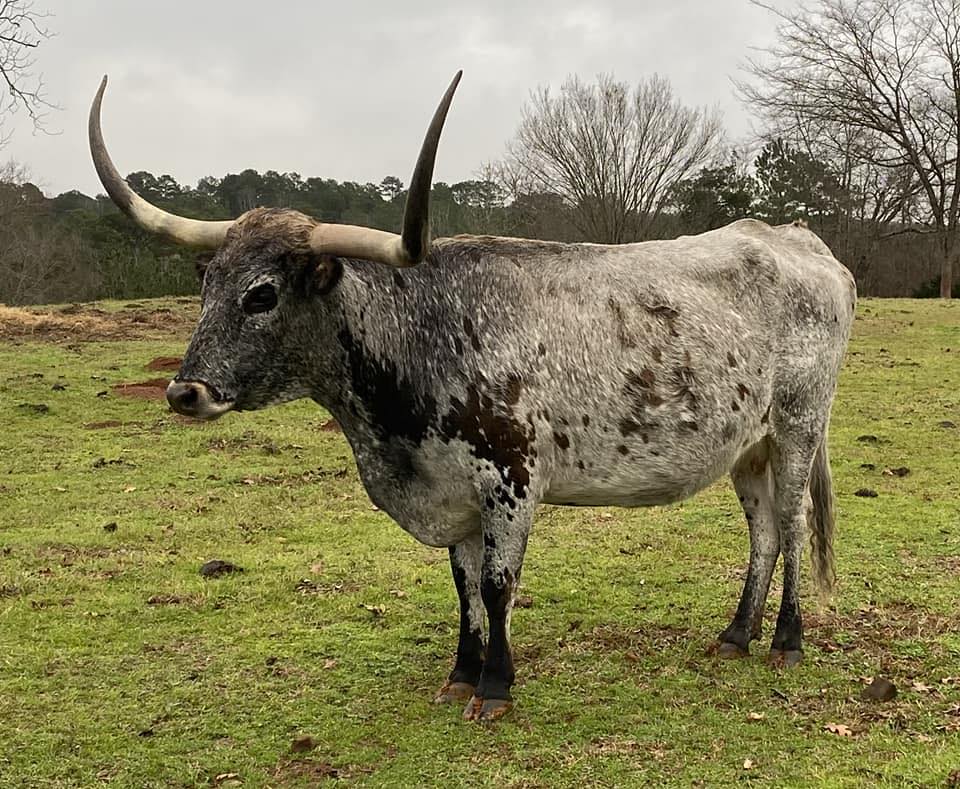 Triple F Ranch | Grapeland TX