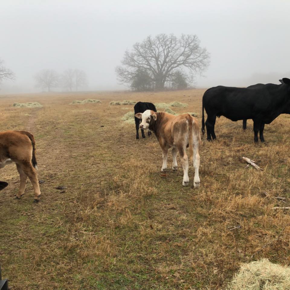 Mostly Carter Ranch LLC | Donie TX