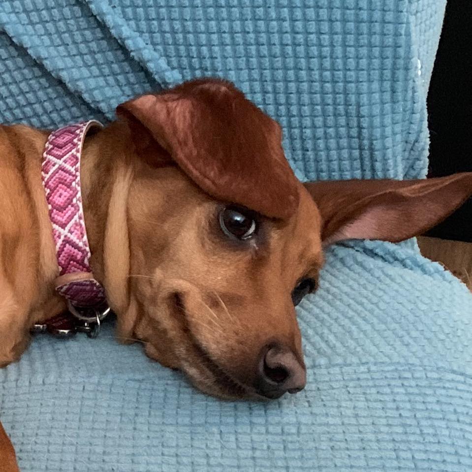 Little Red Ruby Ru