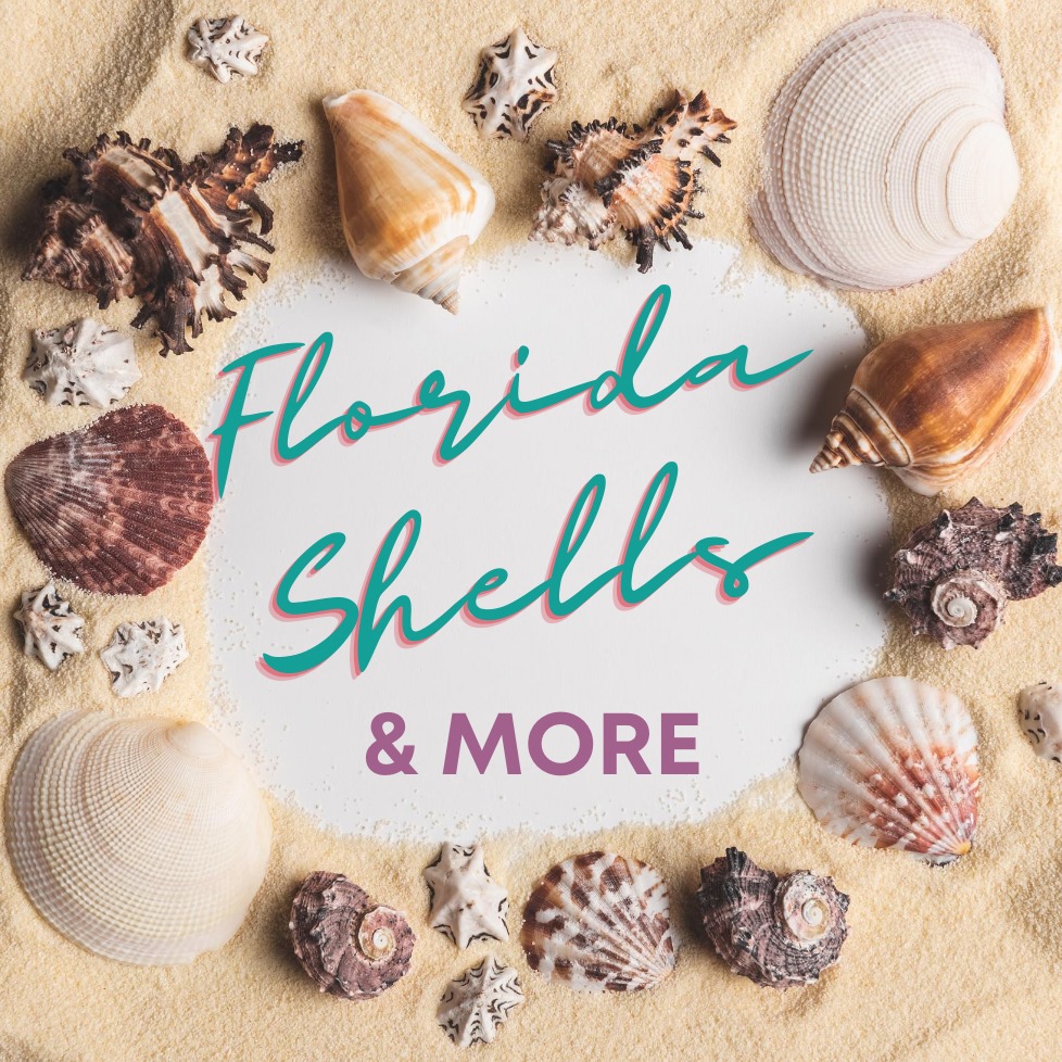 Florida Shells & More - Nerite Snail Sea Shell Mix - Assorted Nerties ...