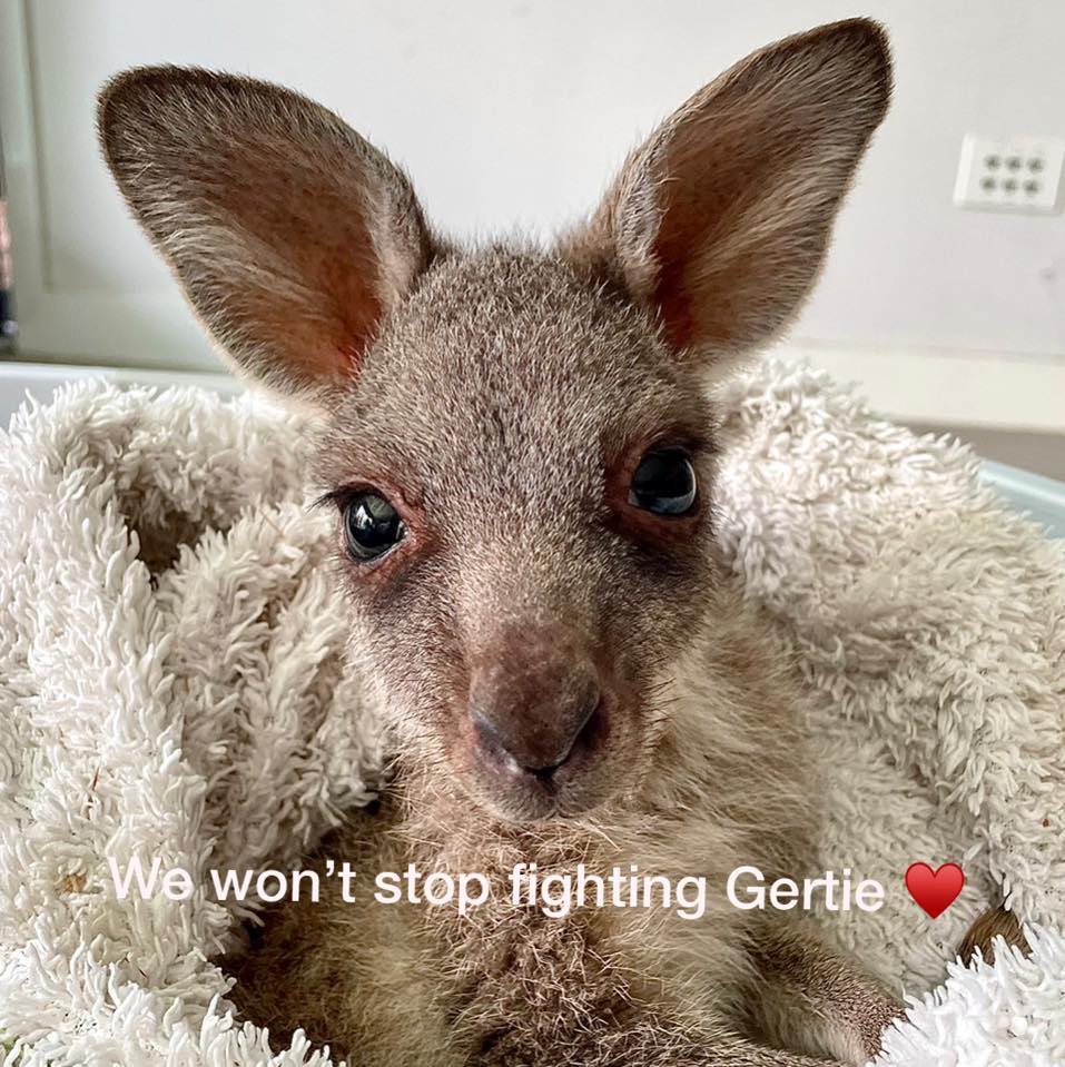 Anyone know of anyone that does possum rescue? | Facebook
