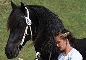 Morning Forever Friesians