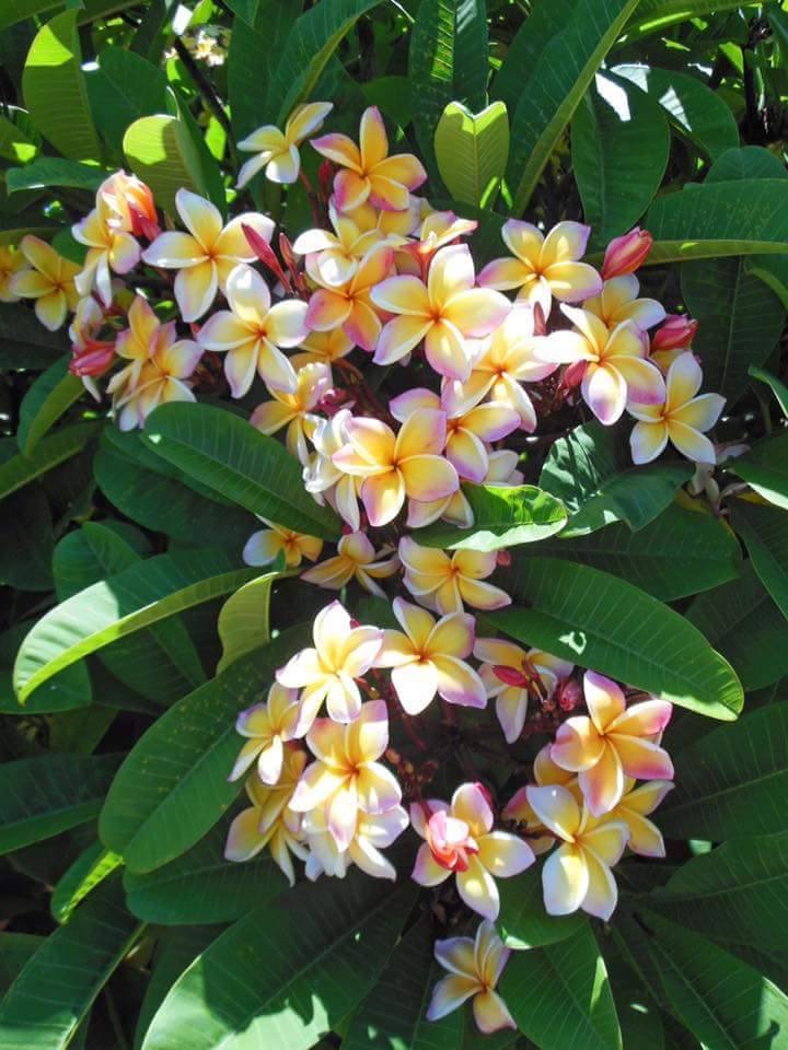Scientific name of Manipuri Plants and Animals