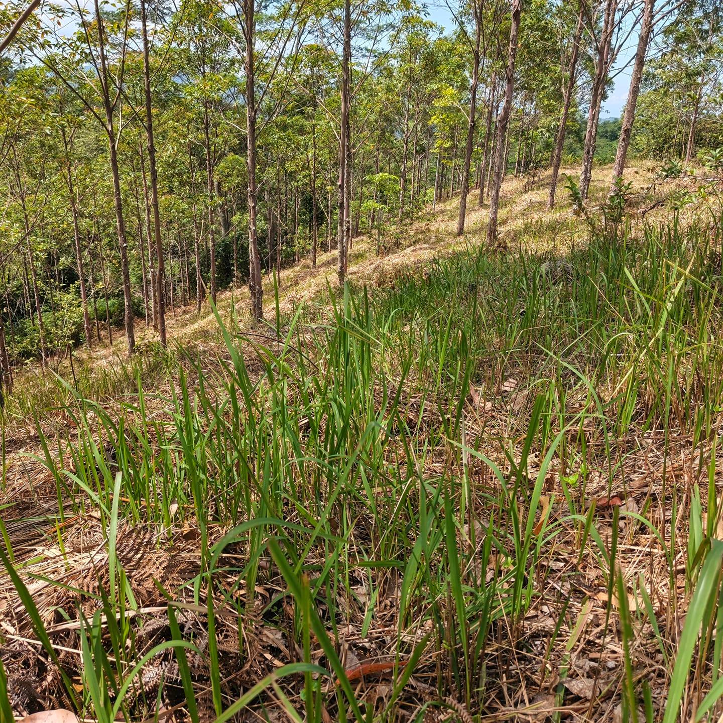 RABA Research: A Tool for Biodiversity at Cabulig Watershed