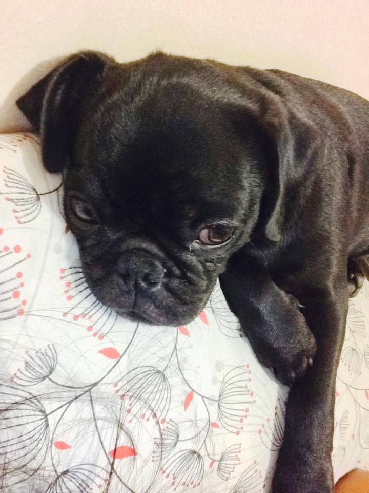 Shadow Pug