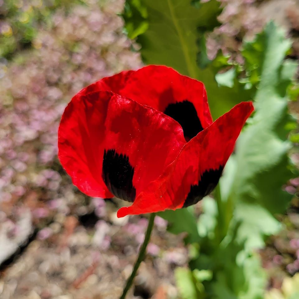 Ladybug Landscaping