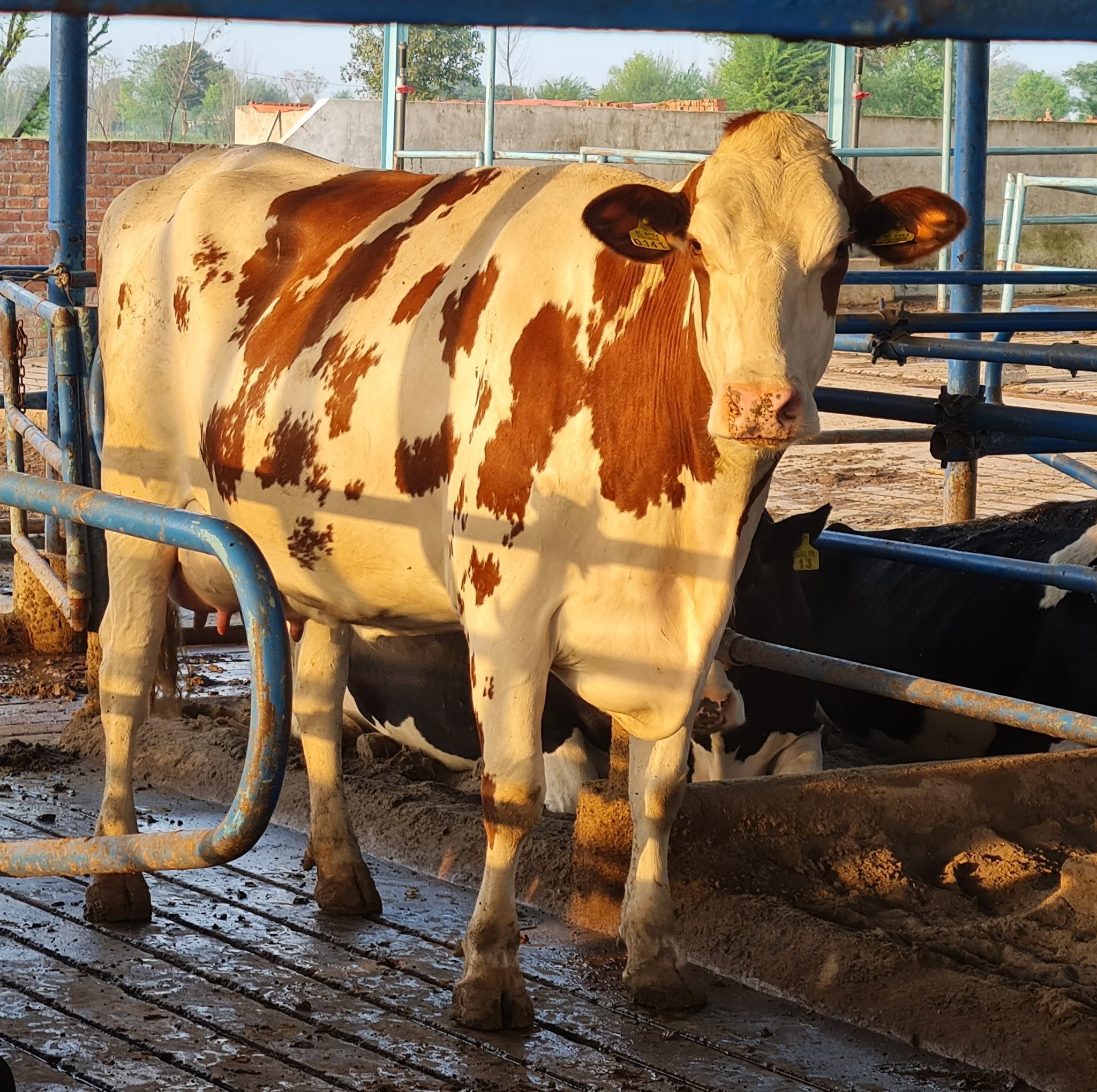 Waris Dairy And Agri Farm | Mandi Bahauddin