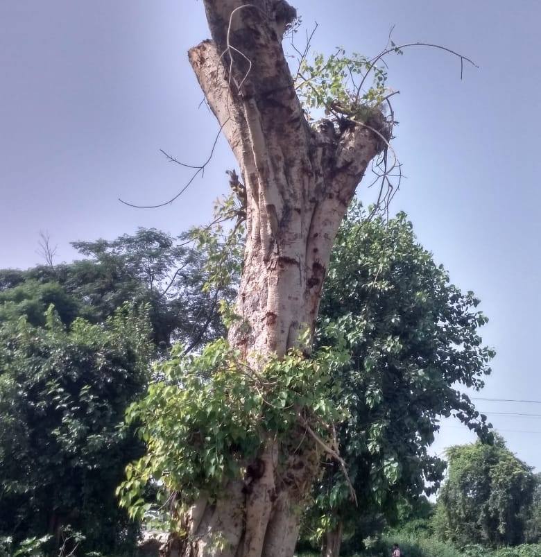 Tree Man Rahul