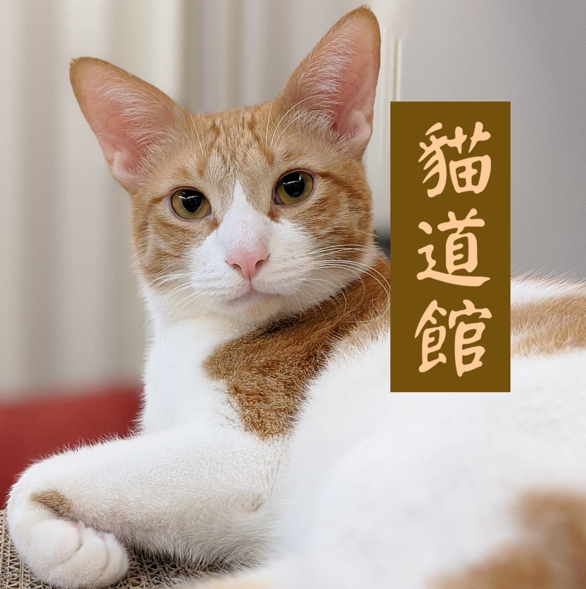 中中躺的搖搖盆被攝影機AI判定成碗🤣 然後中中跟白白只要馬麻不在家，每天都會這樣玩 | 貓道館
