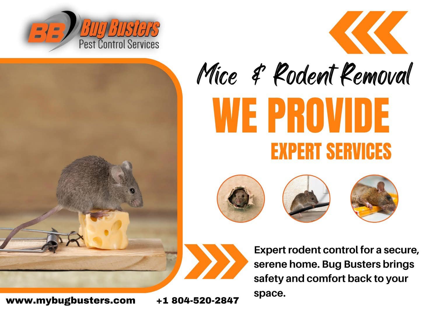Bug Busters Pest Control Services, Inc. - 🐁 Mice in the house? Don’t ...