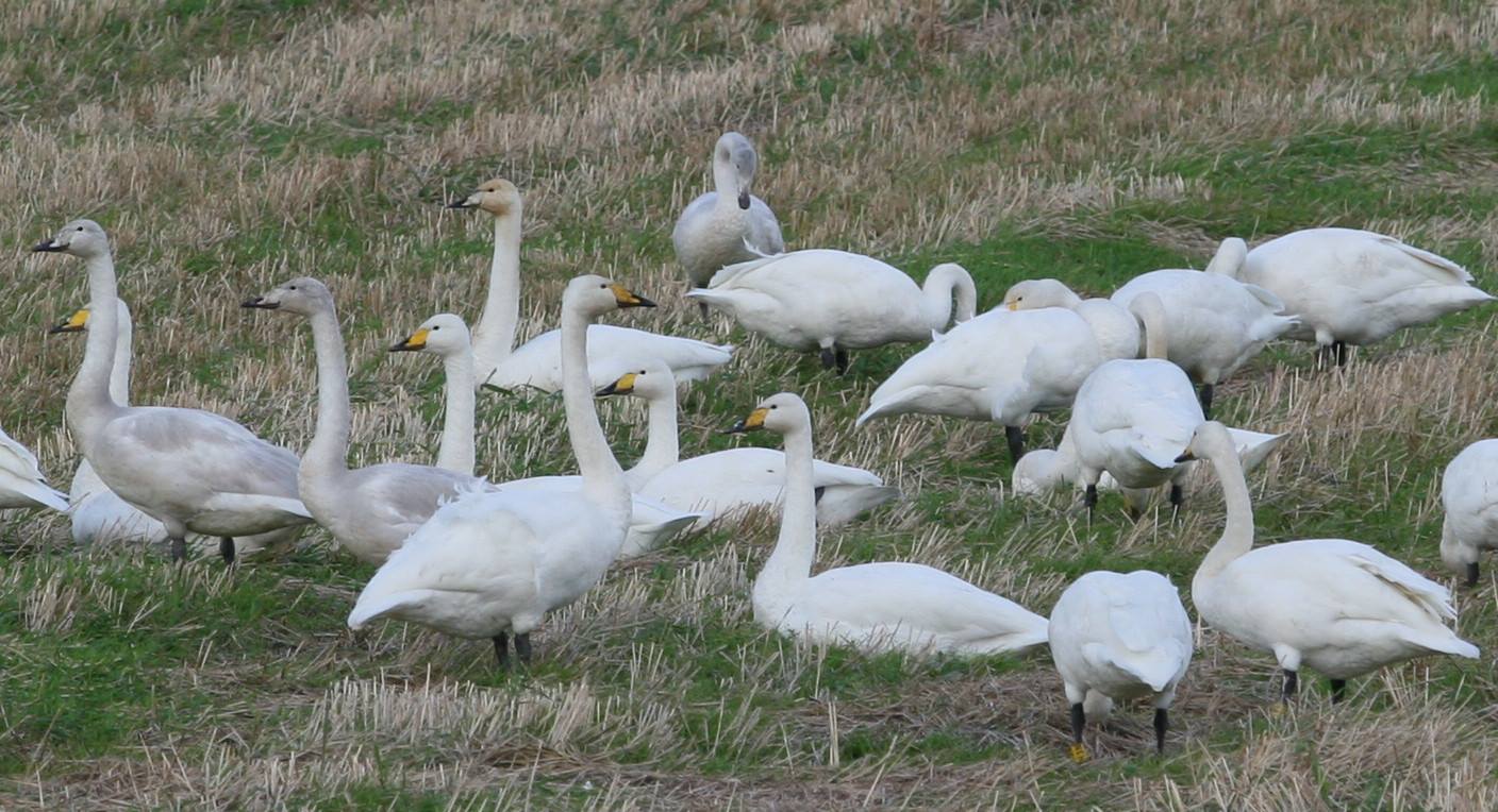 Inch Wildfowl Reserve | Burnfoot