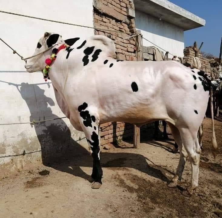 دیسی ماحول پنجاب دا | Chakwal