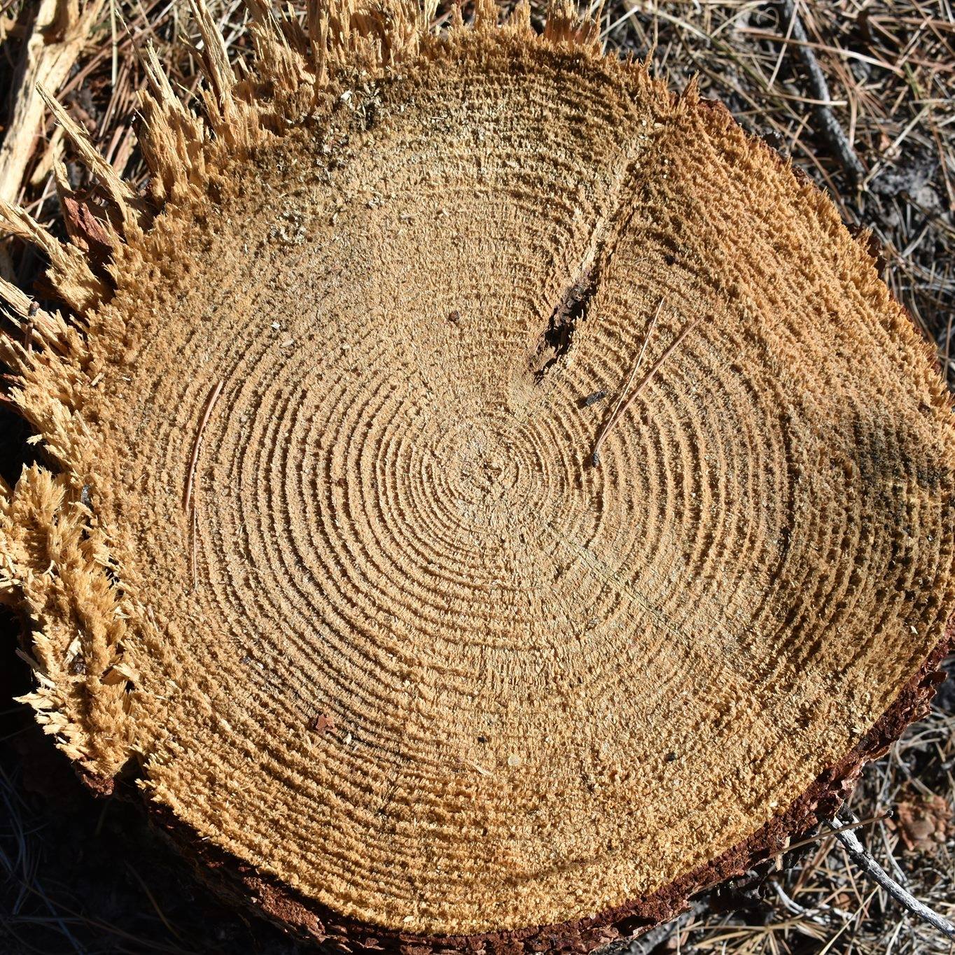 People - This is actually a low volume timber sale, comprised of only ...