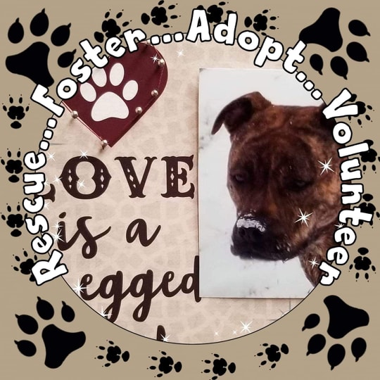 All-Dogs-Matter - ~HALLOWEEN 