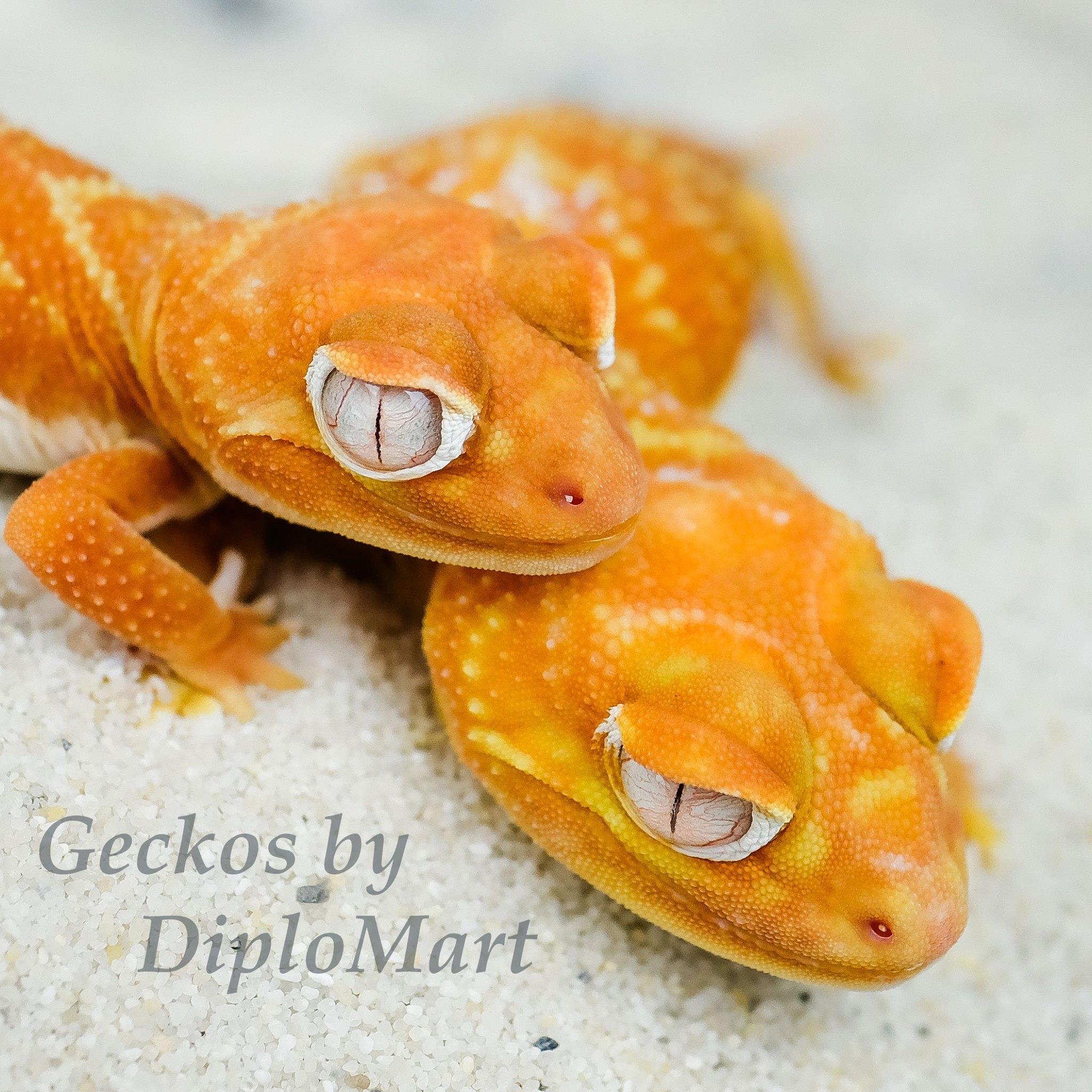 Geckos by DiploMart