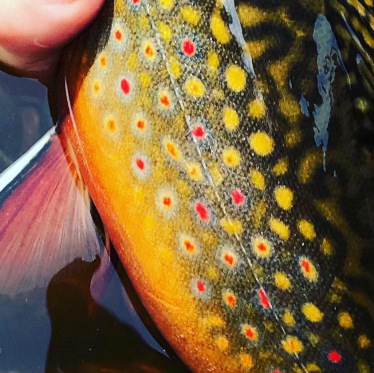 218 trout | Duluth MN