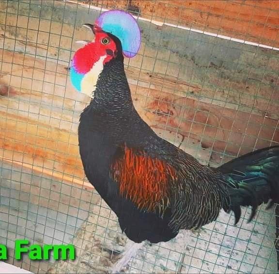 Djawa Dwipa Farm
