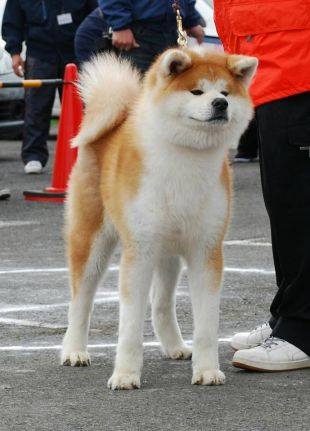 Akita inu Japan (@akitainuinjapan) • Facebook