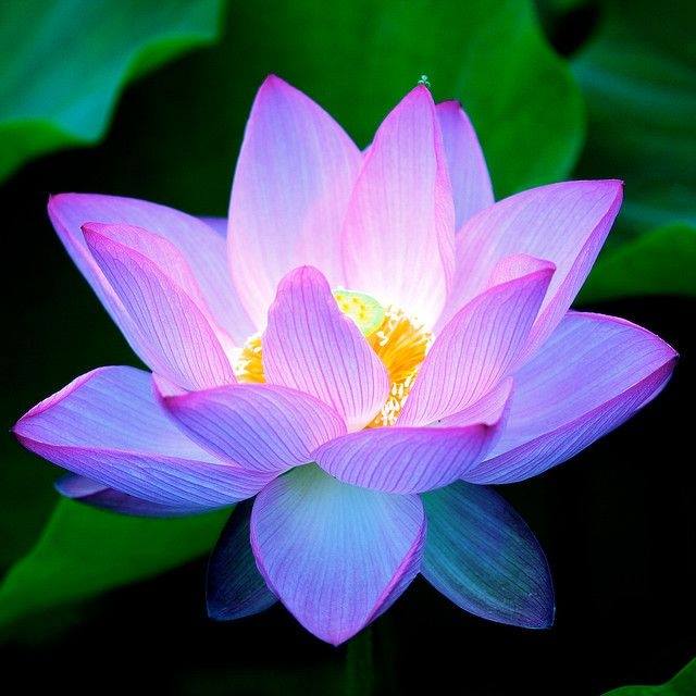 Southern Lotus | Jacksonville FL