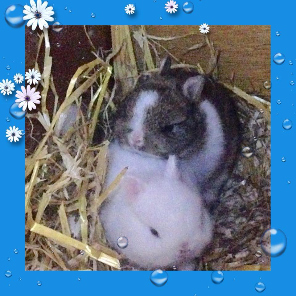The Nethy Shed - Netherland Dwarf Rabbits Cornwall.