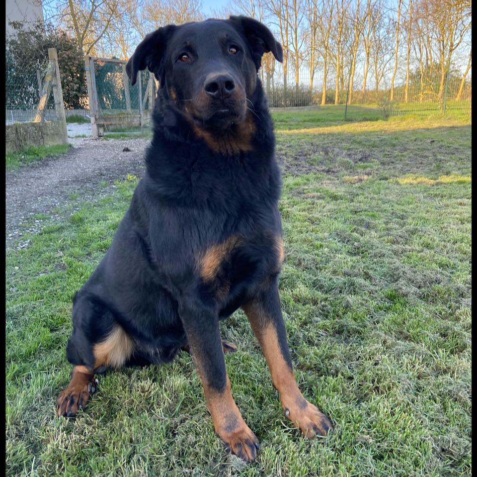Elevage Beaucerons Des Bergers De Torely