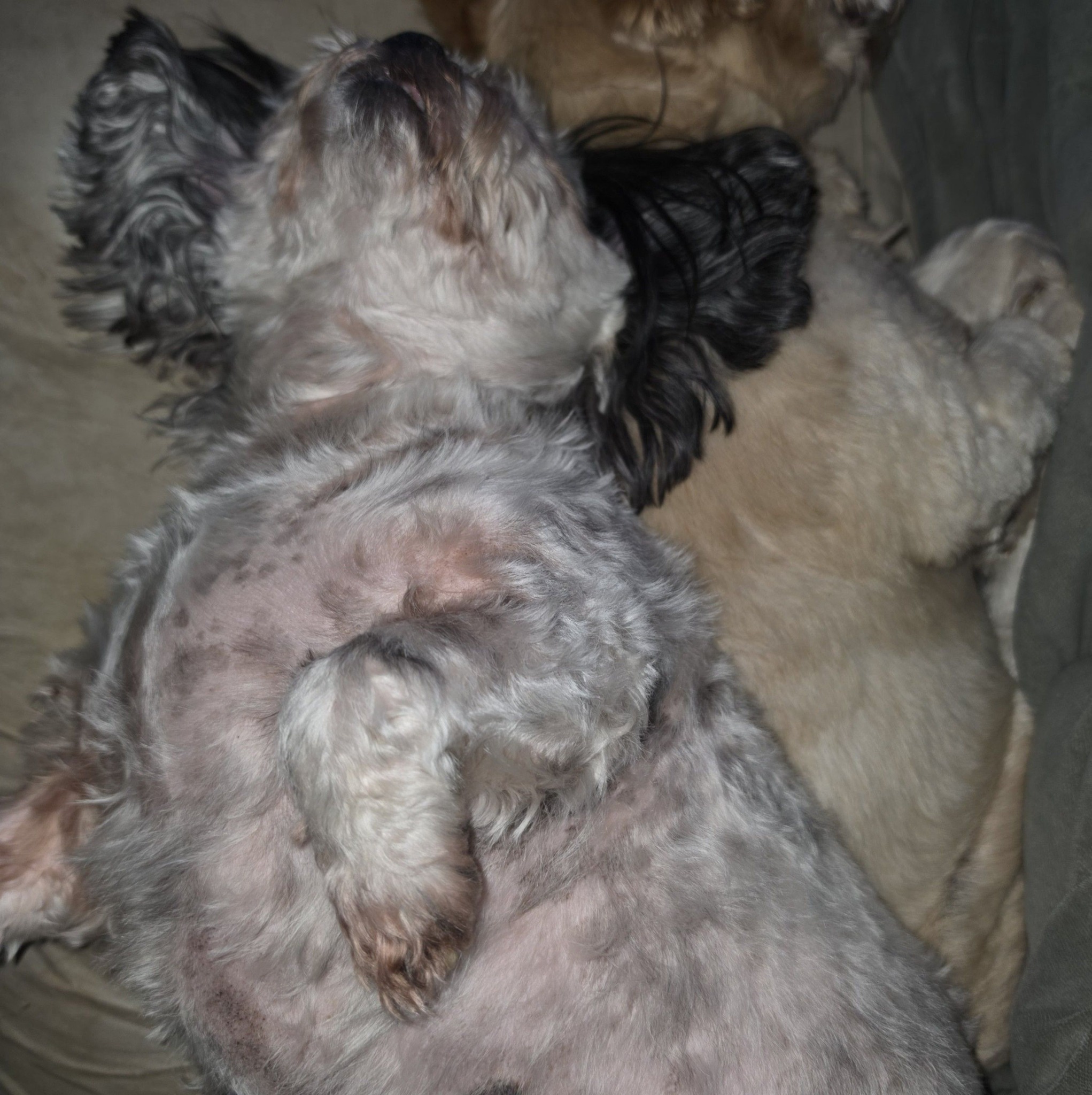 J and J's Homeless Pet Rescue
