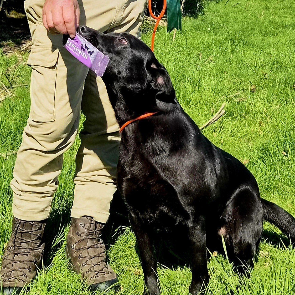 Forest View gun dogs