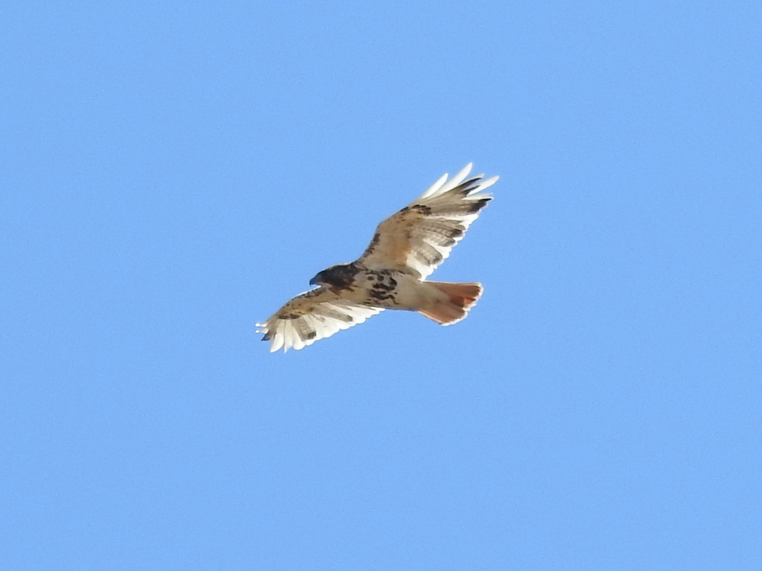Michigan Bird Conservation Initiative (MiBCI)