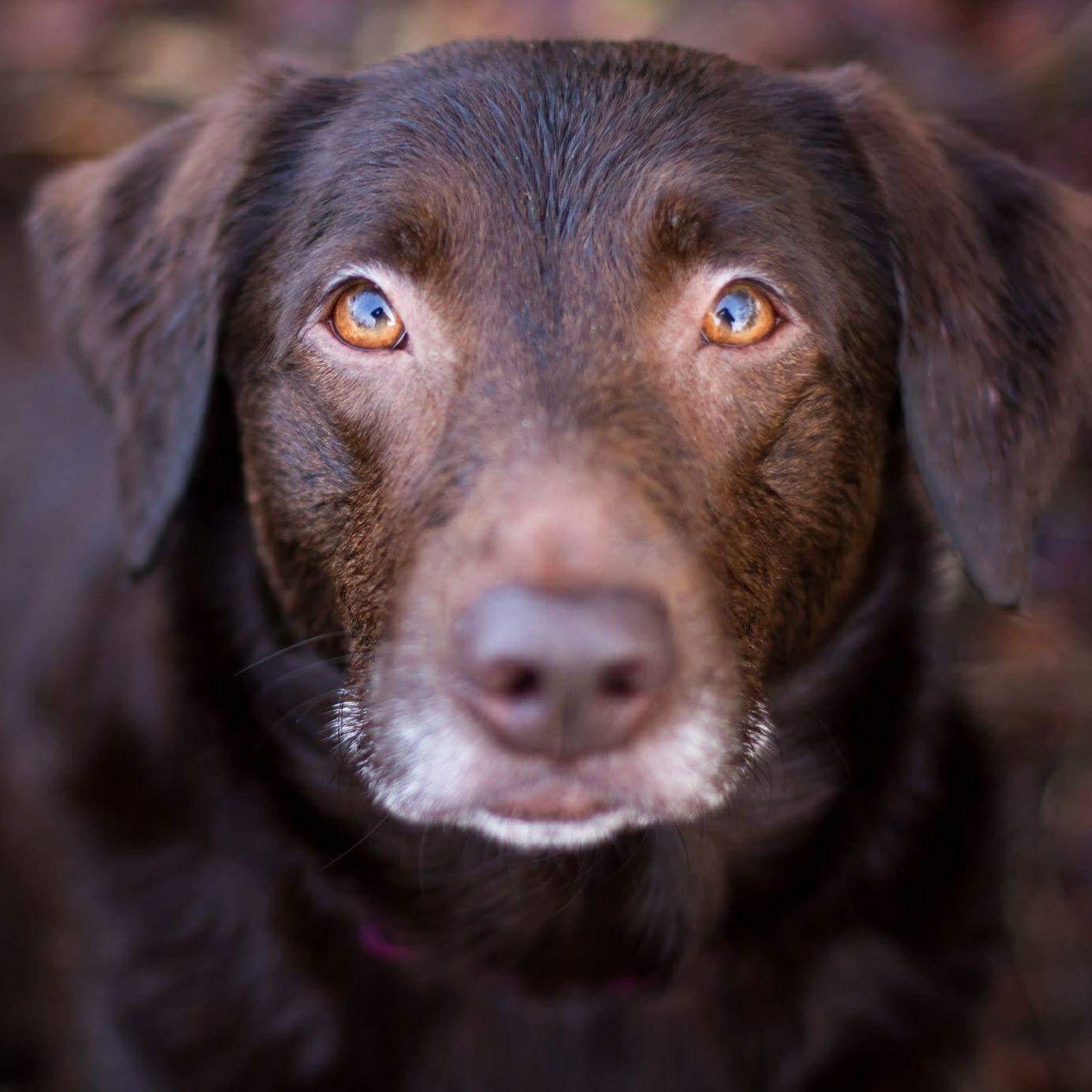 Labrador Amy