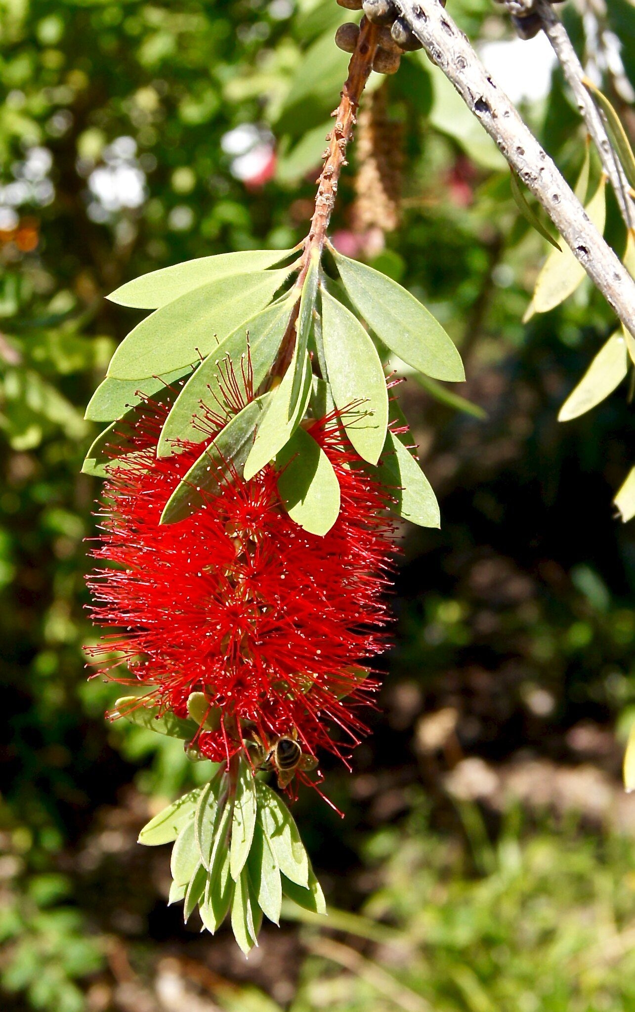 Global Tree Initiative Australia | Melbourne VIC