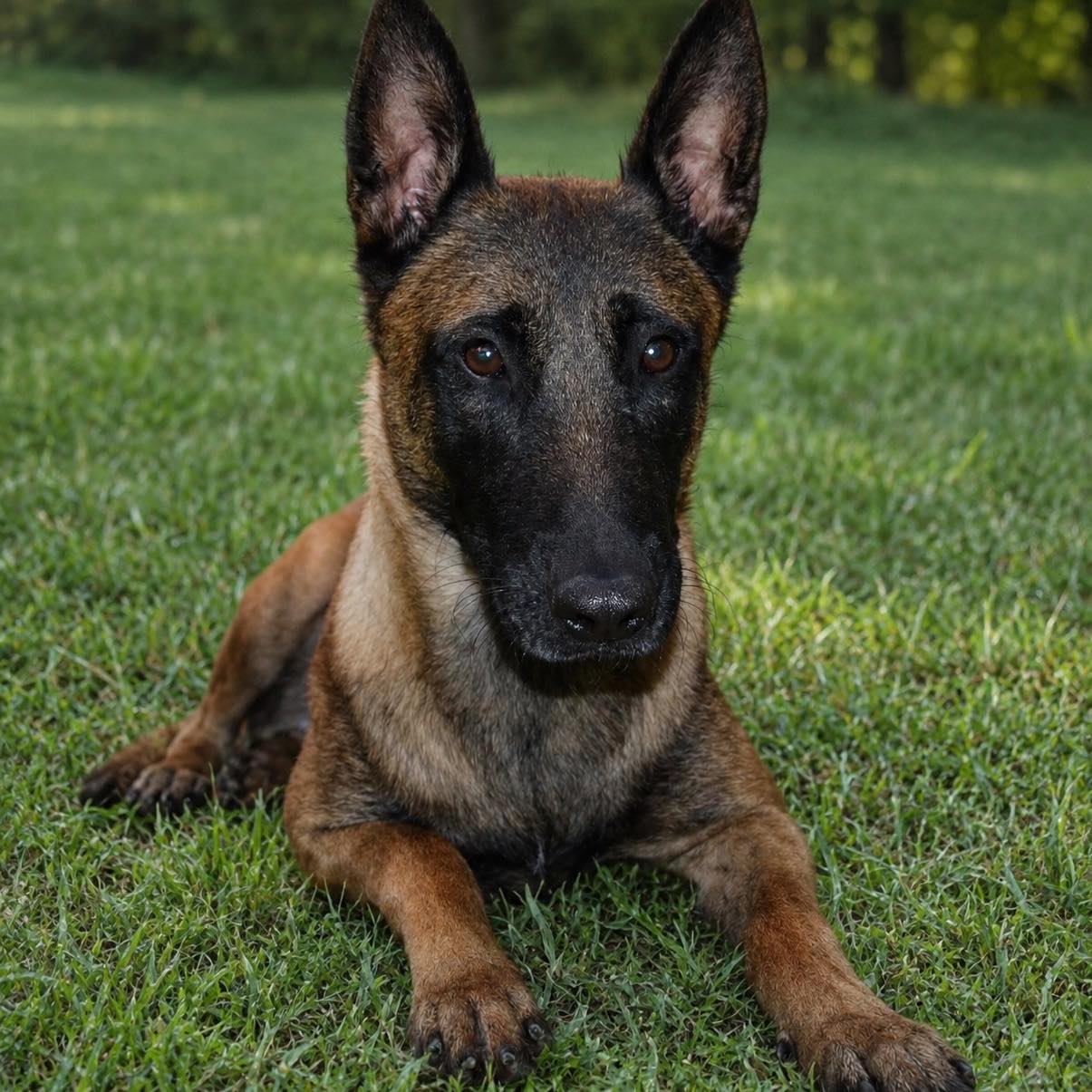 K9 Karson - Good morning everyone. Let’s get going today... | Facebook