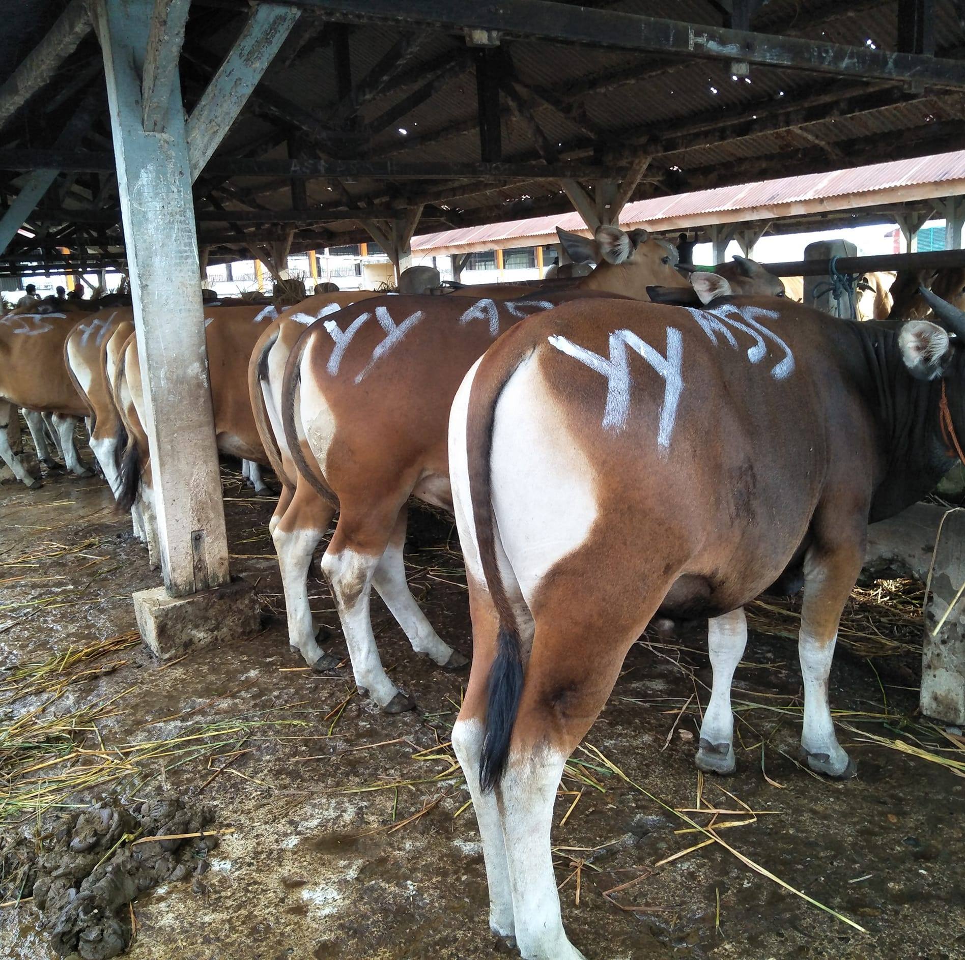 SAPI Qurban Makassar | Makassar