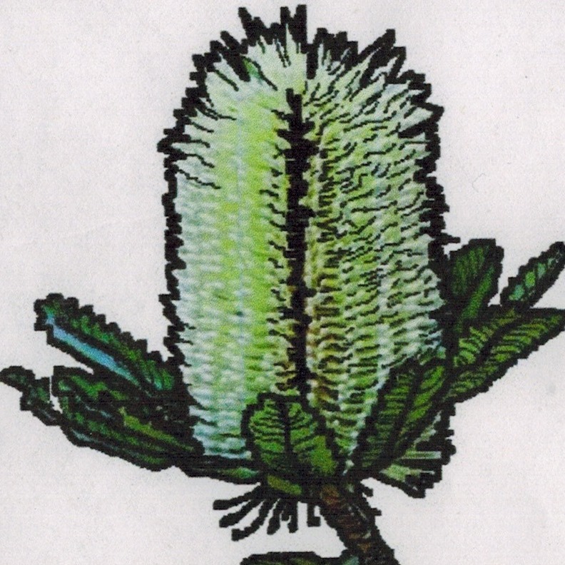 Australia Is Awesome | Cocky's tongue (Templetonia retusa), an ...