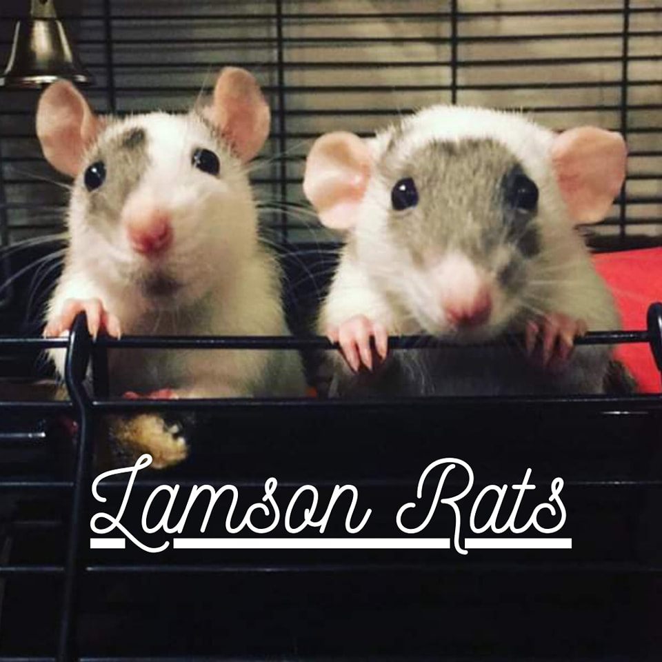 Lamson Rats
