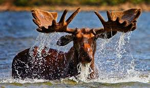Watson - Englefeld Wildlife Federation