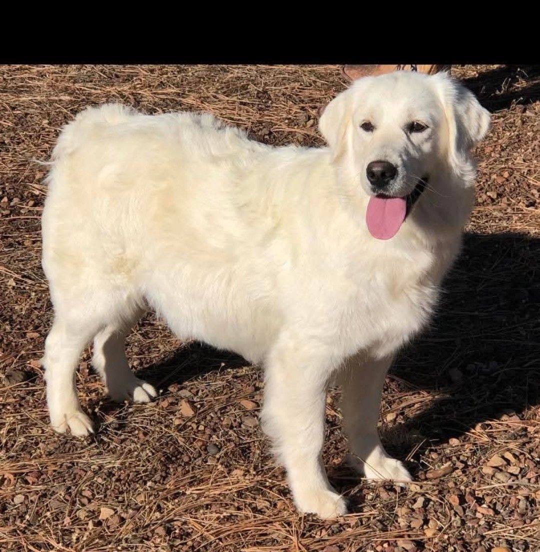 Western Outlaws RANCH Goldens