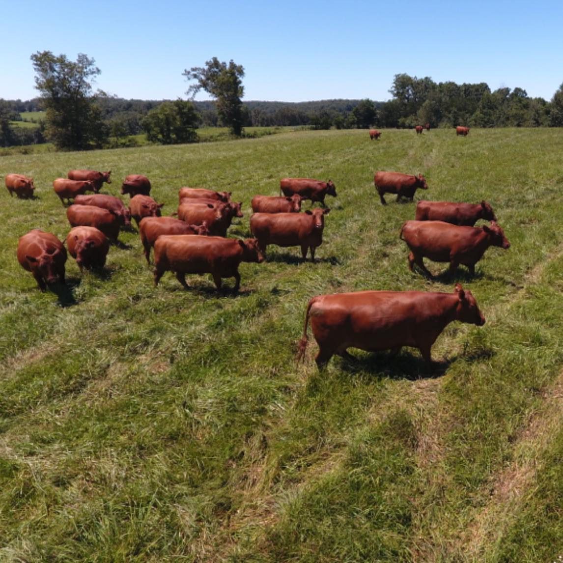 Shady Bottom Ranch - Four weeks from today is your chance to own one ...