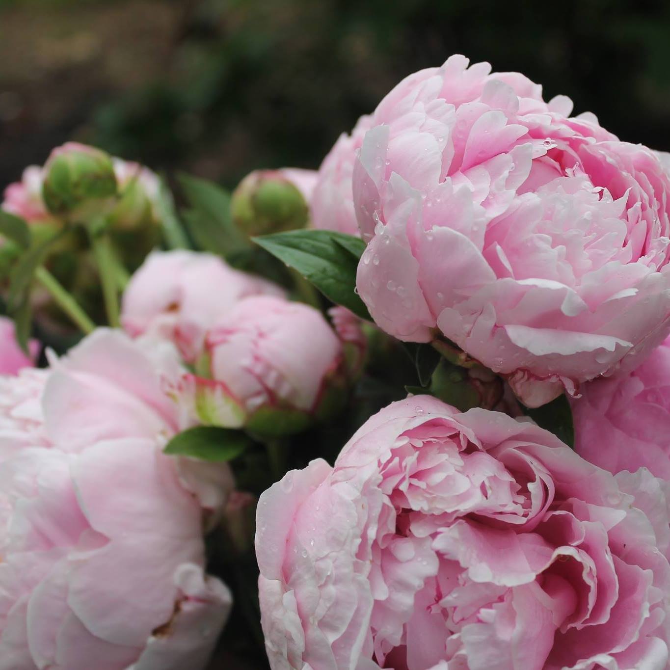 Julie Pal Peonies
