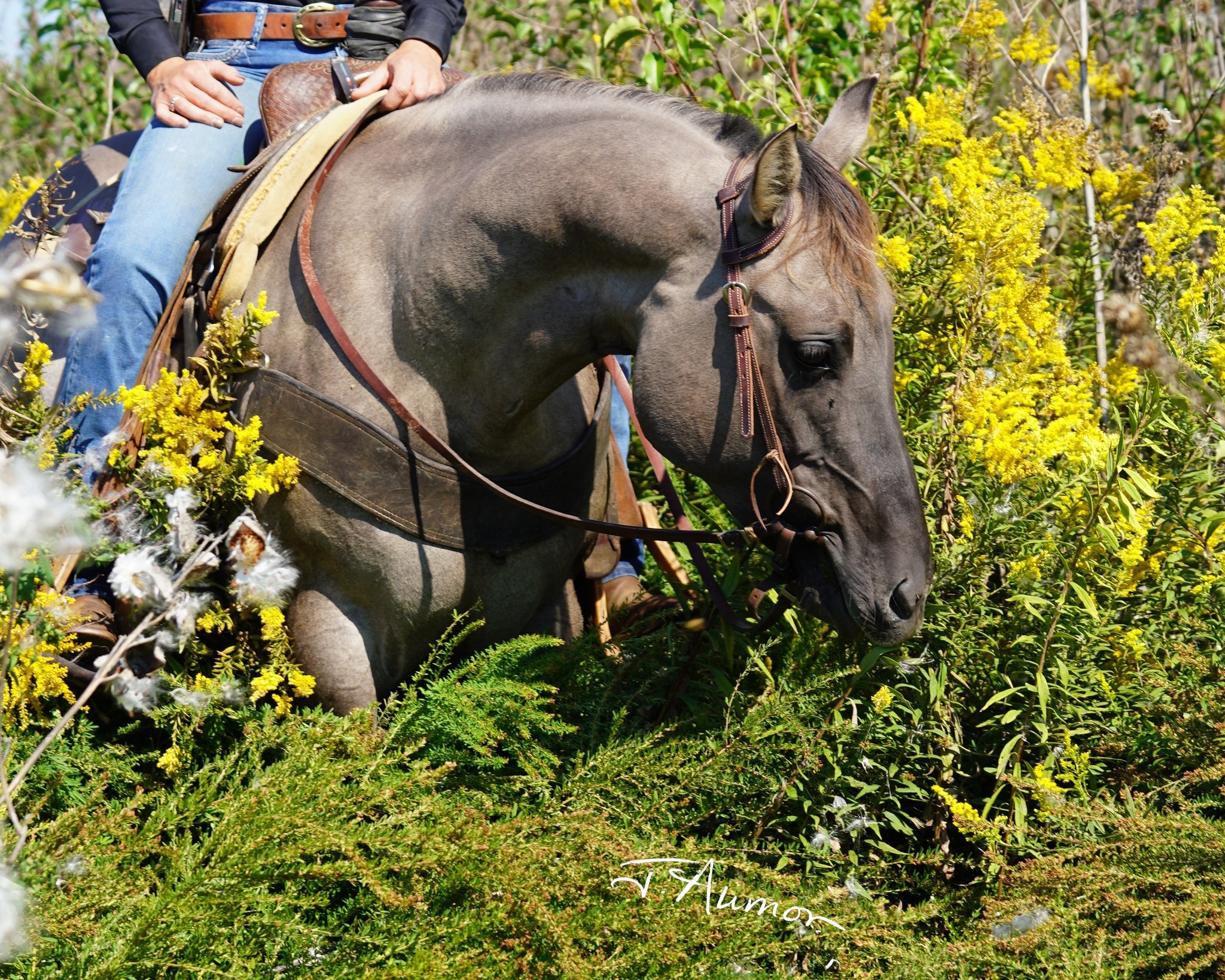 Cerulean Foundation Bulldog Quarter Horses