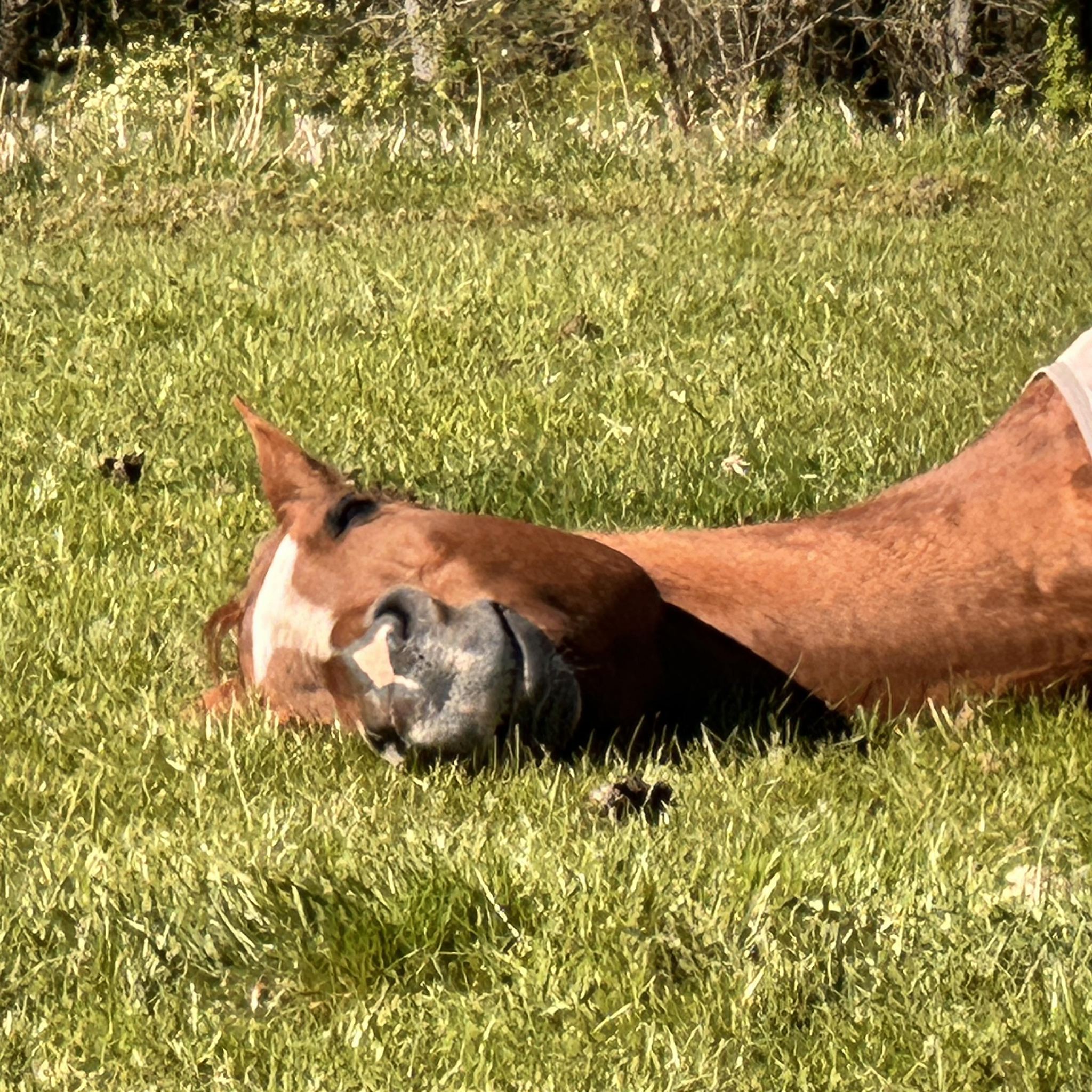East Fork Farms - We love that these kids love their... | Facebook