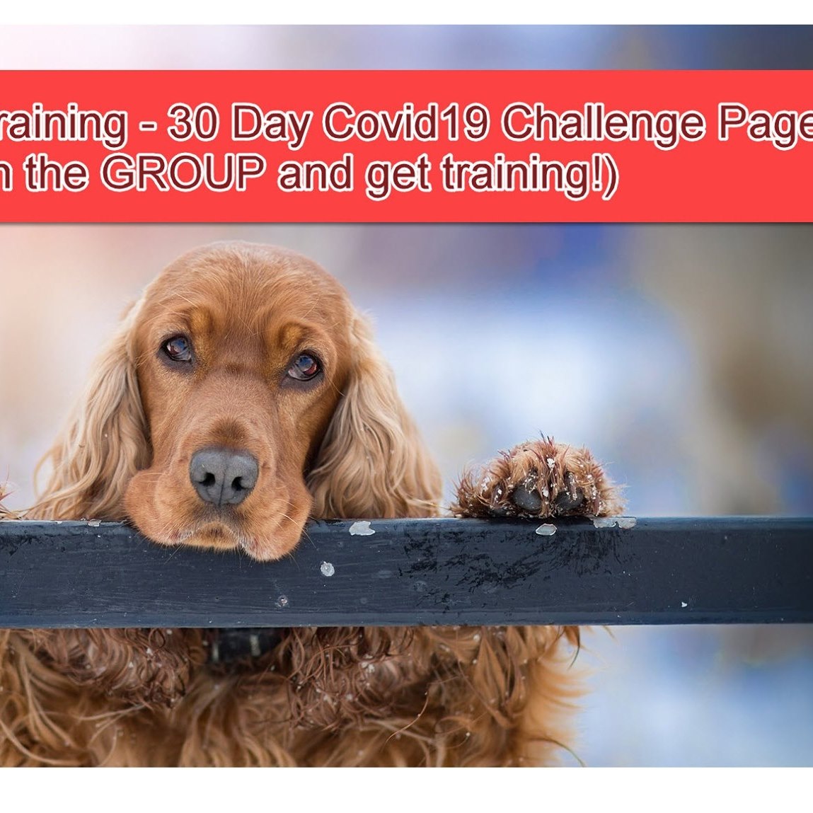 Guelph Dog Training - 30 Day Covid19 Challenge