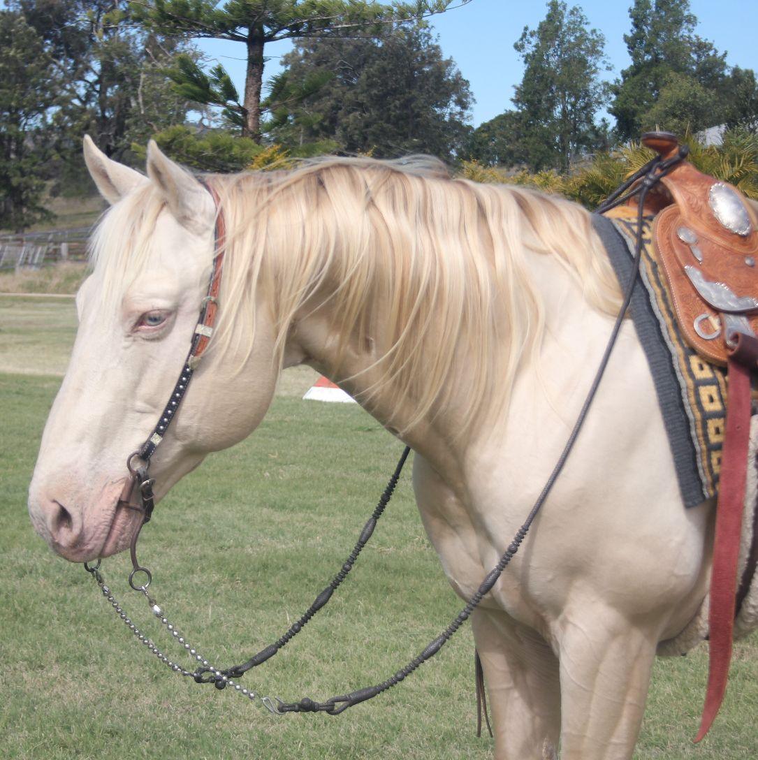 Absolution aka Emmitt. Smoky Cream PHAA AQHA Colt | Marburg QLD