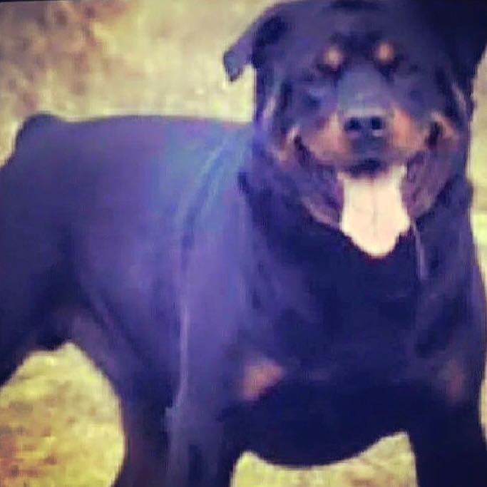 Diesel & Bear Rottweilers