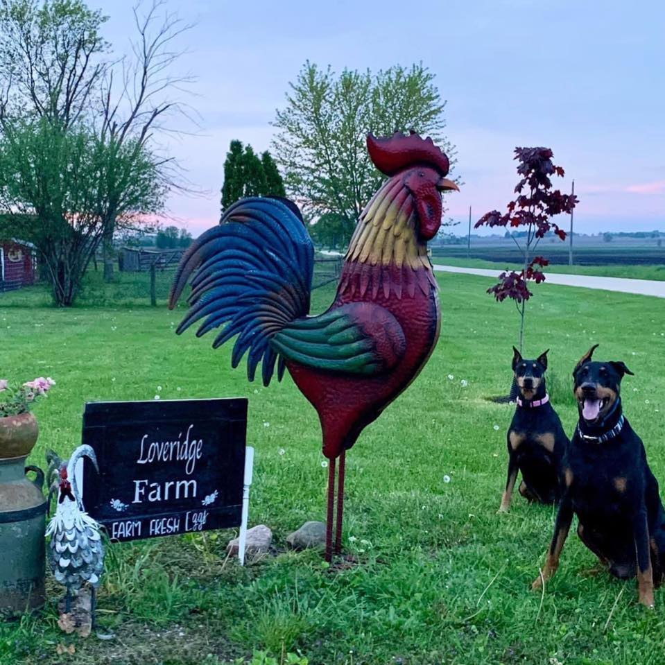 Cochin bantam breeders | Hard to believe this is the same girl | Facebook